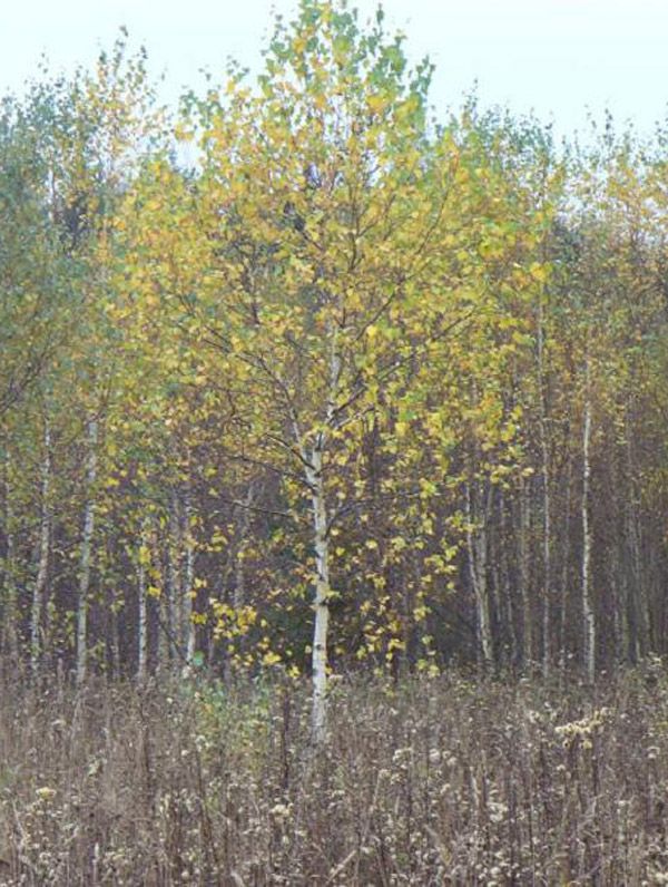 Берёза бородавчатая 2-3 метра