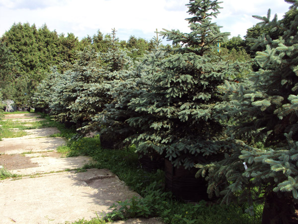 Посадка хвойных крупномеров