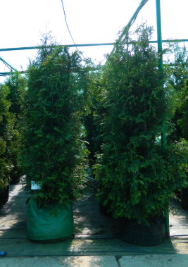 Туя Брабант высота 2 – 3 метра