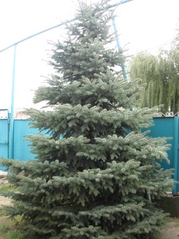 Ель голубая
Высота 6 – 7 метра