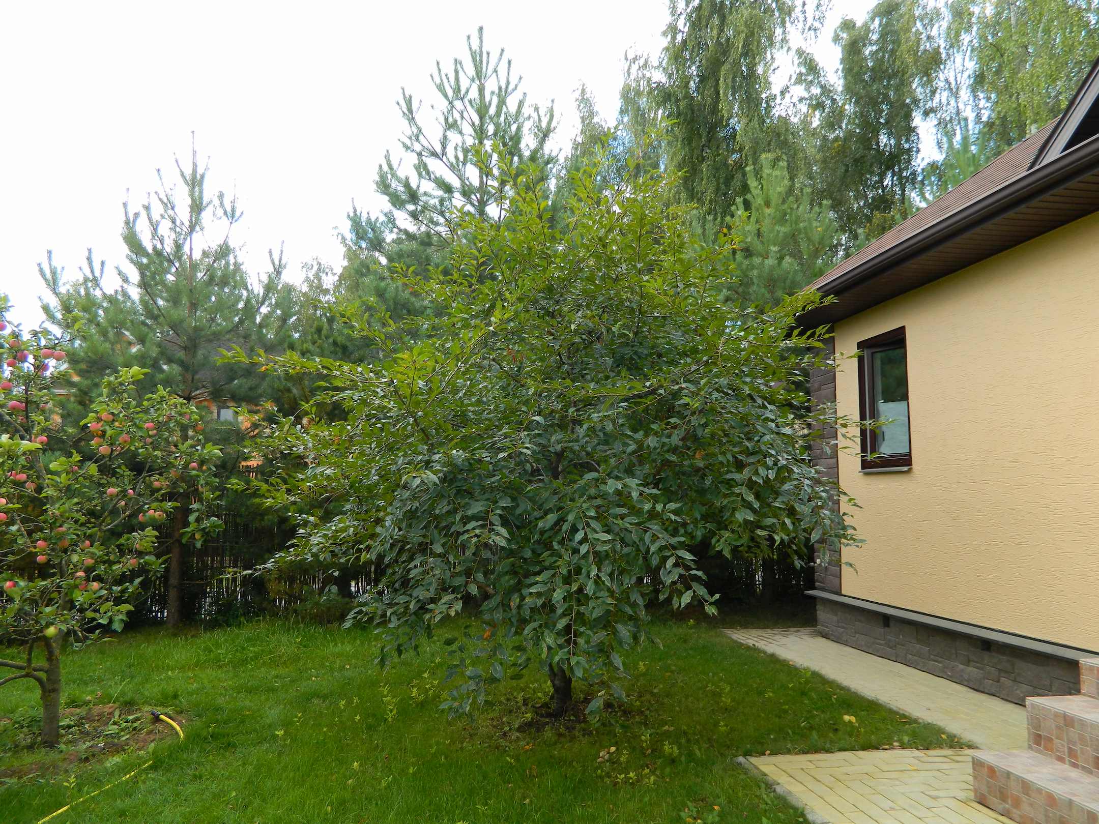 Обрезка вишни