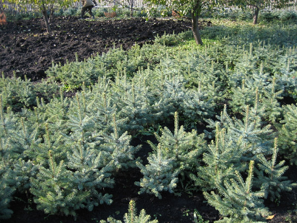 Посадка ели голубой