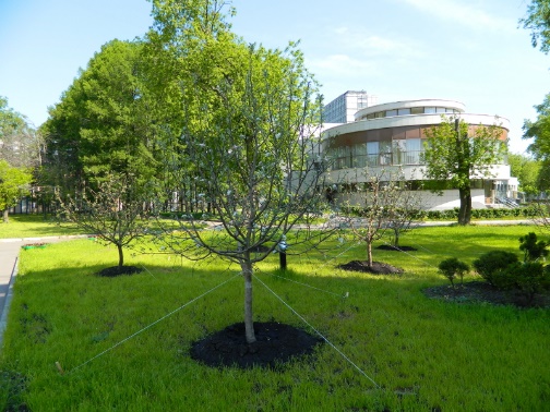 Посадка плодовых крупномеров