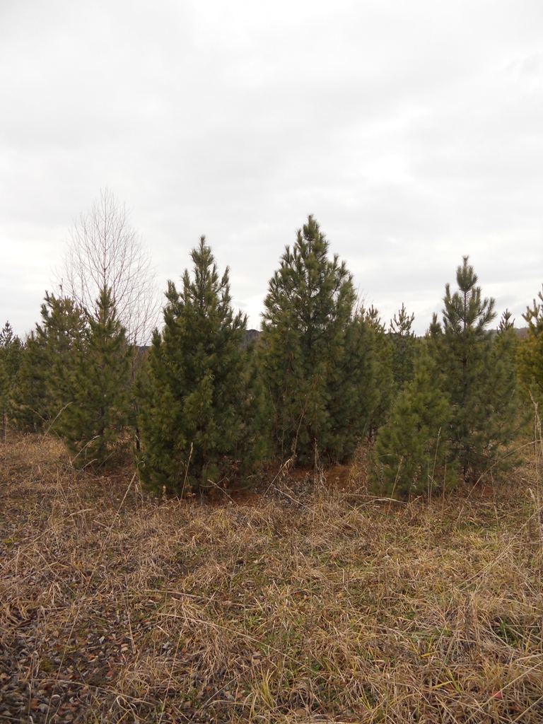 Посадка кедра сибирского