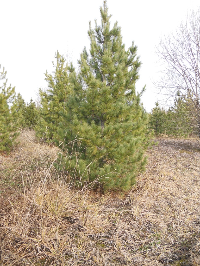 Посадка кедра сибирского