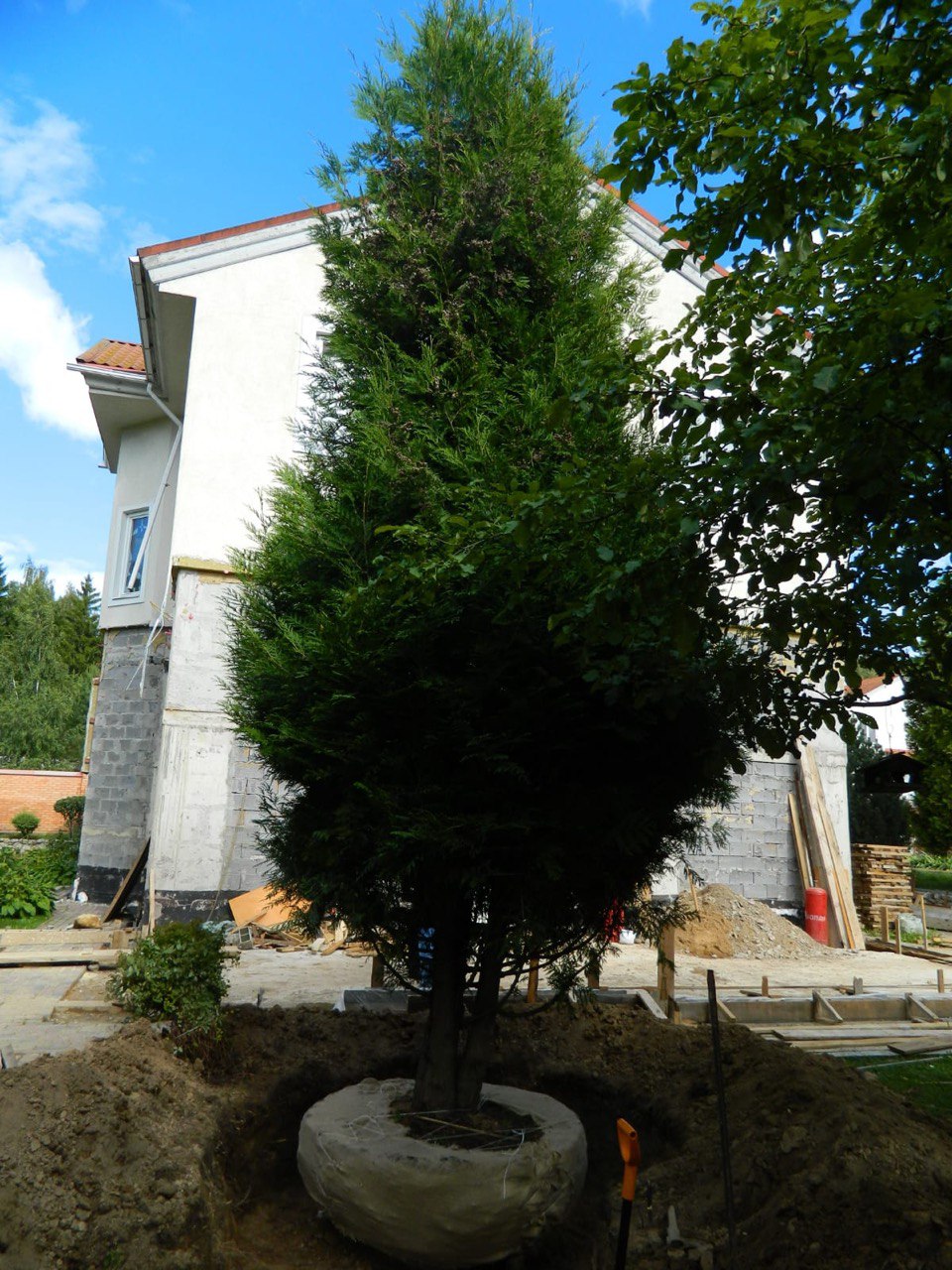 Пересадка деревьев (крупномеров)