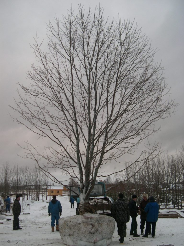 Клён остролистный