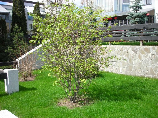 Обустройства участка со склоном: оригинальные идеи