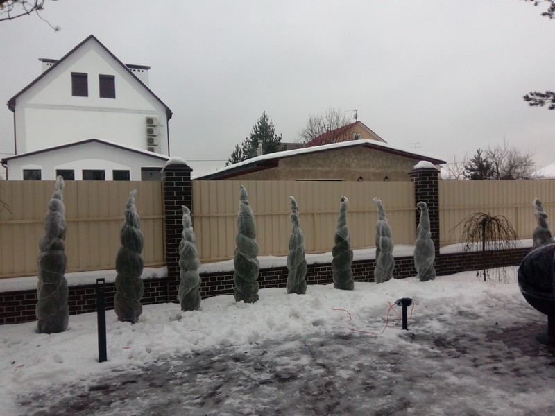 Укрытие хвойных растений на зимний период