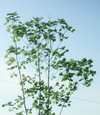 Клён остролистный